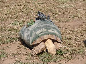 Helmut the Tortoise dressed in camoflauge representing an army tank.