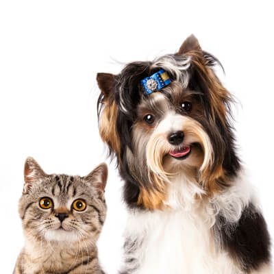 Cat and dog