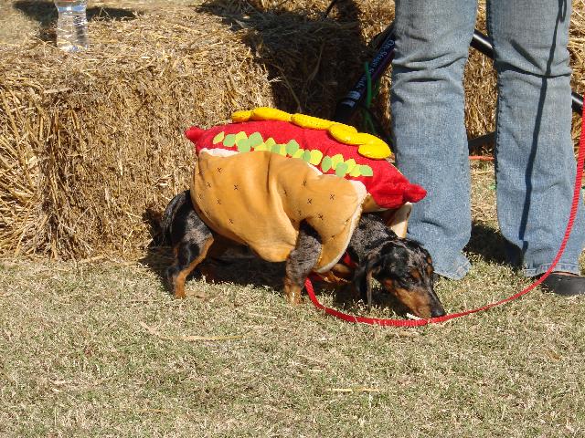 Hot Dog 