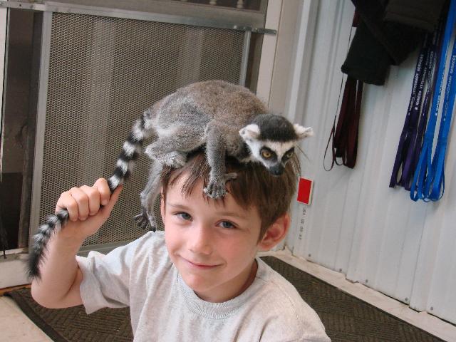 Lemur w Devin