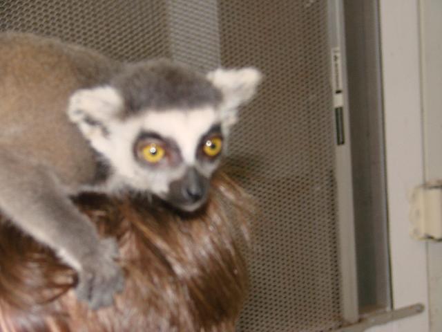 Lemur