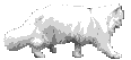 walking cat