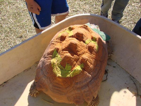 Helmut, 2008, got painted up as a Jack 'O Lantern